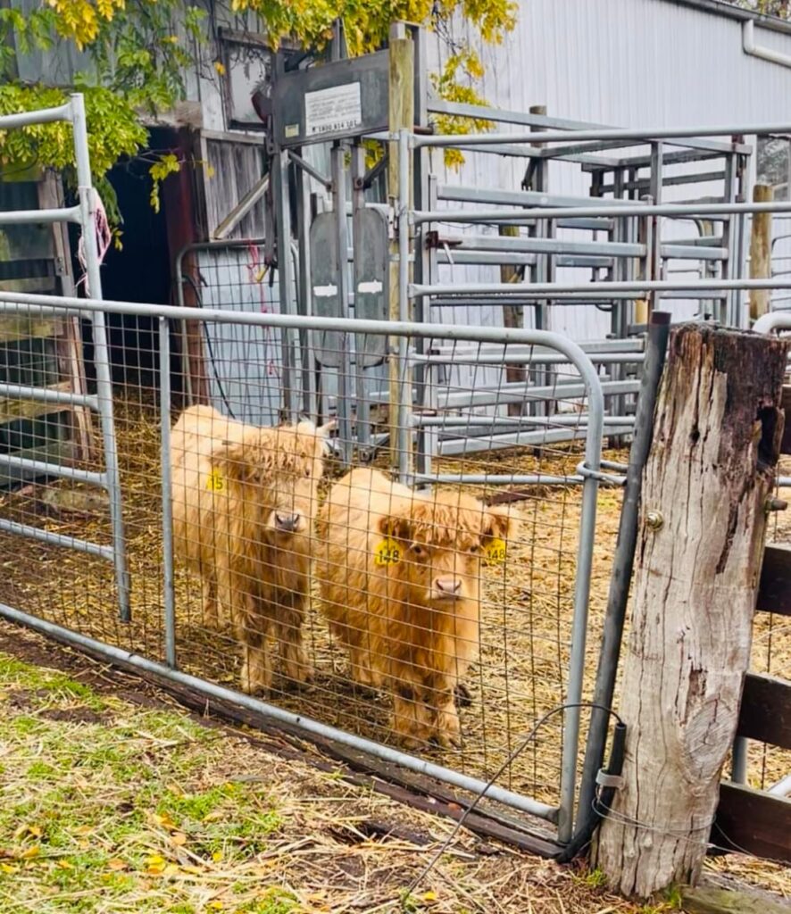 WhatsApp Image 2026-01-08 at 12.45.57 PM (2)