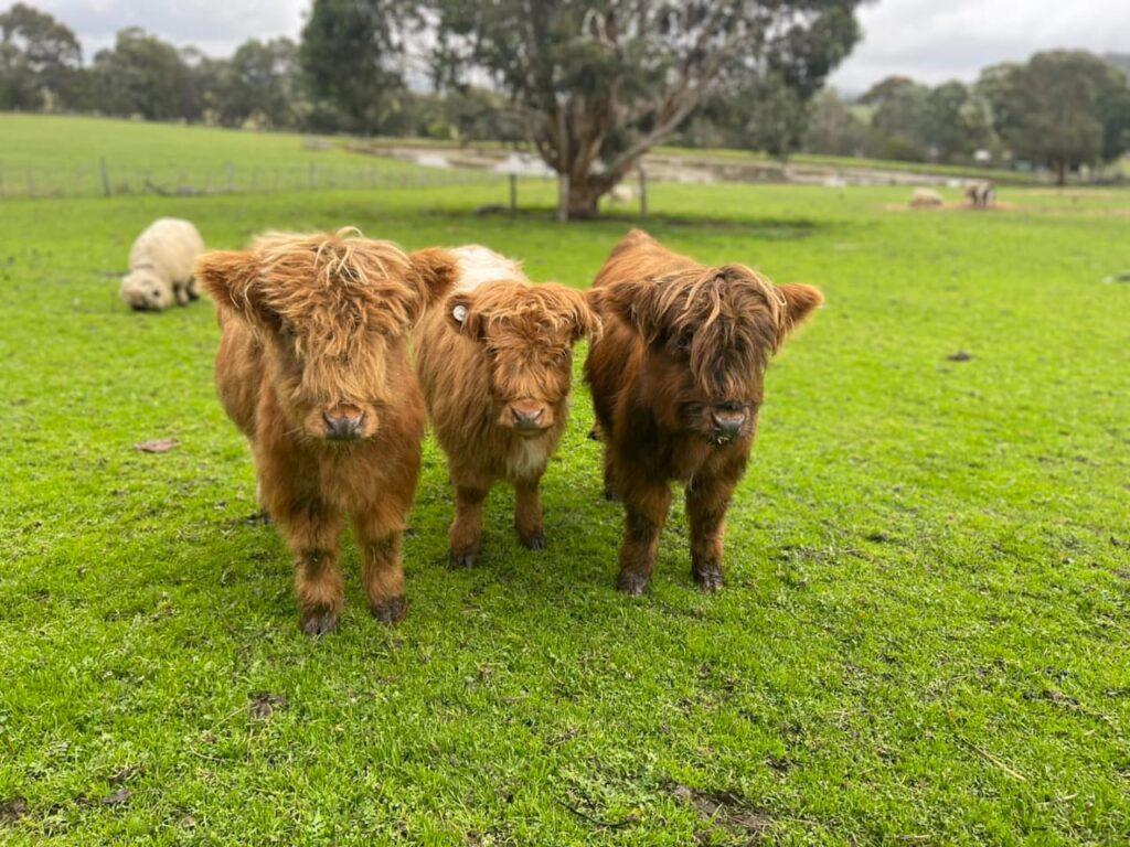 WhatsApp Image 2026-01-08 at 12.45.58 PM (1)