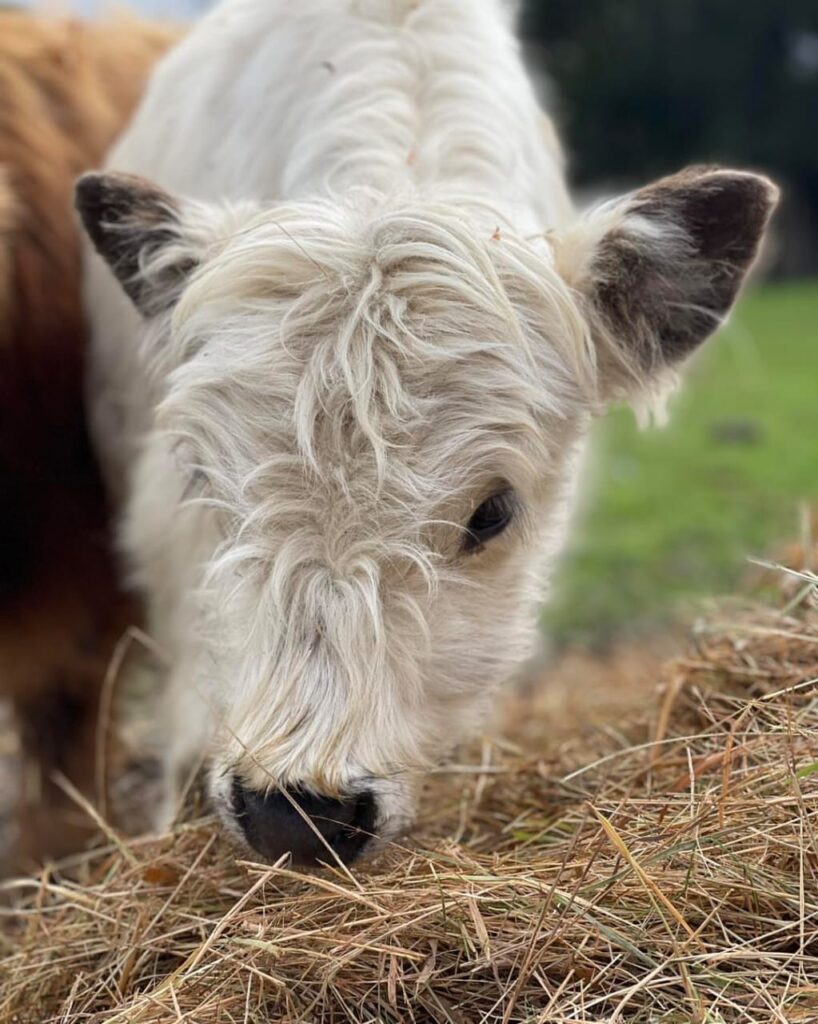 WhatsApp Image 2026-01-08 at 12.45.58 PM (2)