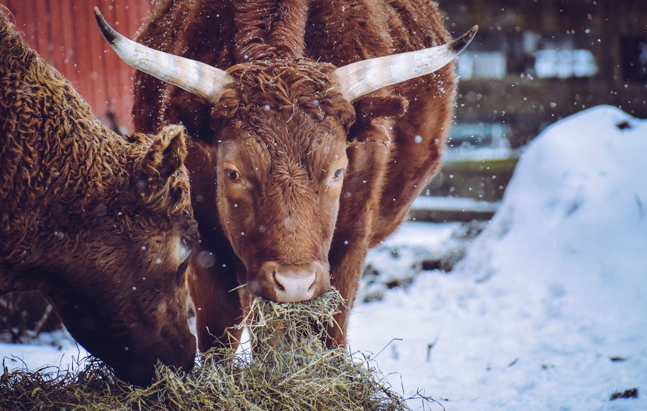 who-we-are Close-up of cows eating hay in a snowy farm setting during winter.